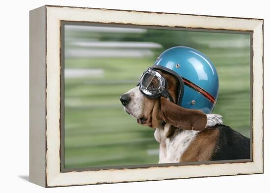 Basset Hound Wearing Goggles and Helmet-null-Framed Premier Image Canvas