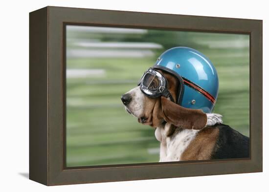 Basset Hound Wearing Goggles and Helmet-null-Framed Premier Image Canvas