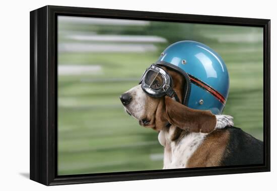 Basset Hound Wearing Goggles and Helmet-null-Framed Premier Image Canvas