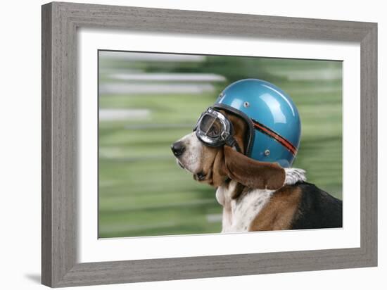 Basset Hound Wearing Goggles and Helmet-null-Framed Photographic Print