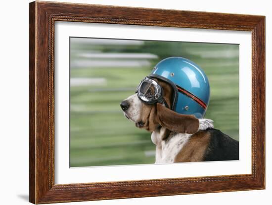 Basset Hound Wearing Goggles and Helmet-null-Framed Photographic Print