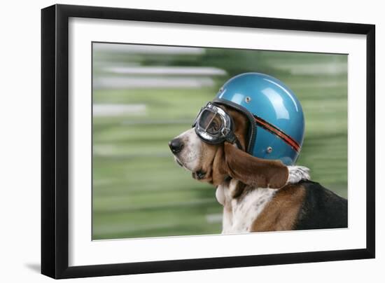 Basset Hound Wearing Goggles and Helmet-null-Framed Photographic Print