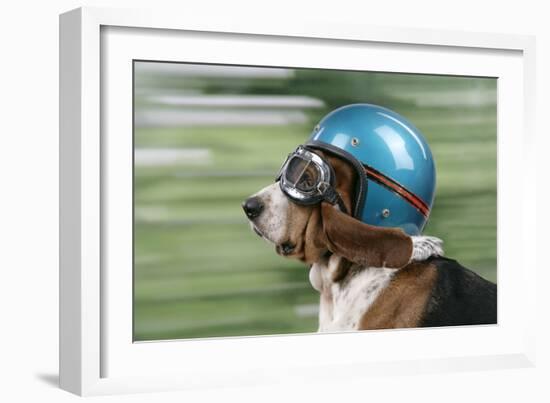 Basset Hound Wearing Goggles and Helmet-null-Framed Photographic Print