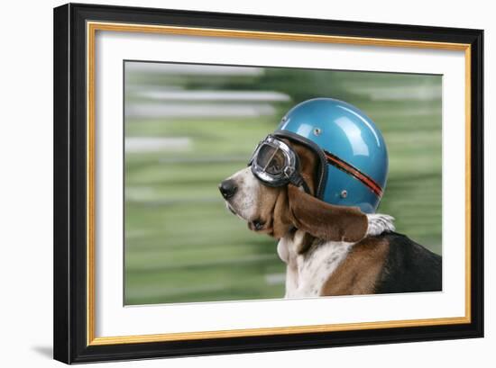 Basset Hound Wearing Goggles and Helmet-null-Framed Photographic Print