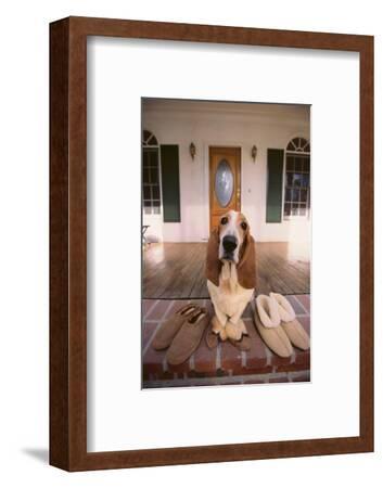 basset hound slippers