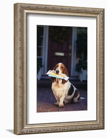 Basset Hound with Mail in Mouth on Front Porch-DLILLC-Framed Photographic Print