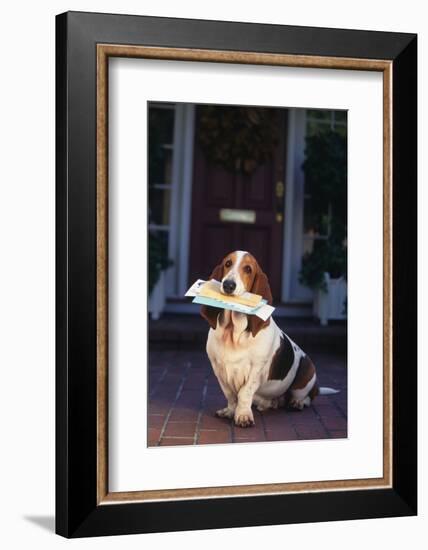 Basset Hound with Mail in Mouth on Front Porch-DLILLC-Framed Photographic Print