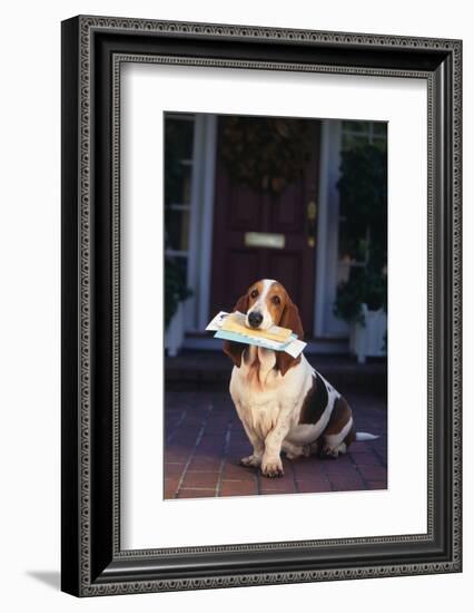 Basset Hound with Mail in Mouth on Front Porch-DLILLC-Framed Photographic Print