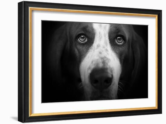 Basset Hound-Lori Hutchison-Framed Photographic Print