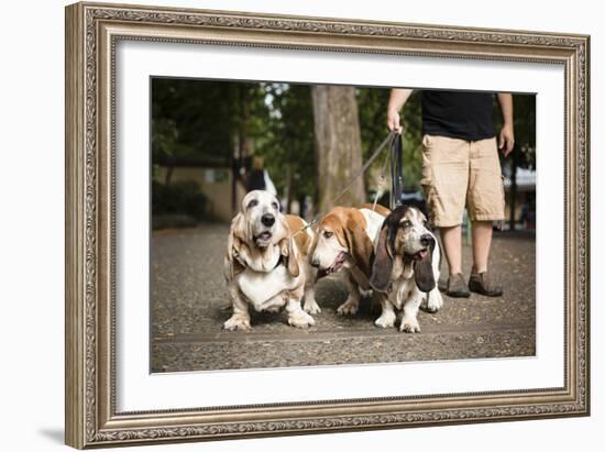 Basset Hounds In Portland, Oregon-Justin Bailie-Framed Photographic Print