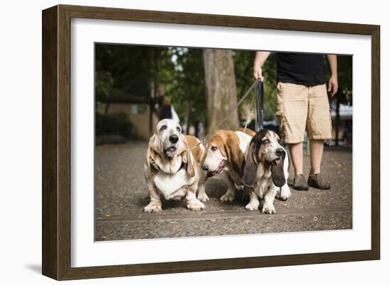 Basset Hounds In Portland, Oregon-Justin Bailie-Framed Photographic Print