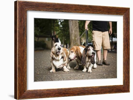 Basset Hounds In Portland, Oregon-Justin Bailie-Framed Photographic Print