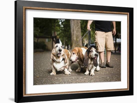 Basset Hounds In Portland, Oregon-Justin Bailie-Framed Photographic Print