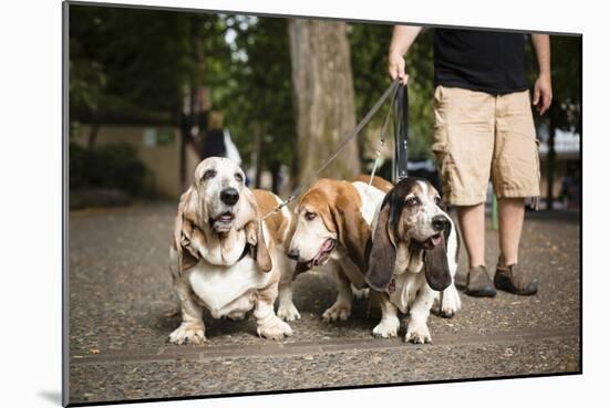 Basset Hounds In Portland, Oregon-Justin Bailie-Mounted Photographic Print