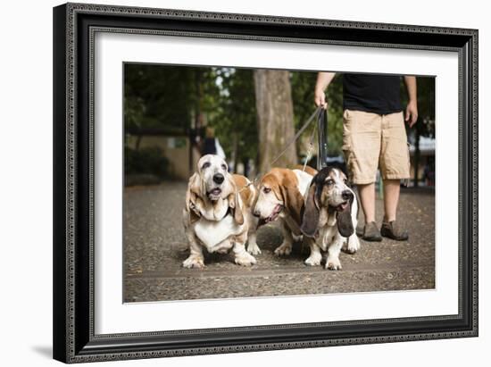 Basset Hounds In Portland, Oregon-Justin Bailie-Framed Photographic Print