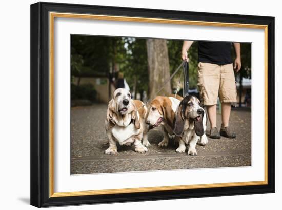 Basset Hounds In Portland, Oregon-Justin Bailie-Framed Photographic Print