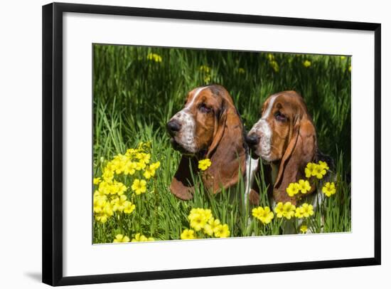 Basset Hounds in Spring Grasses-Zandria Muench Beraldo-Framed Photographic Print