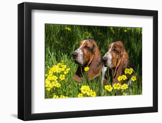 Basset Hounds in Spring Grasses-Zandria Muench Beraldo-Framed Photographic Print