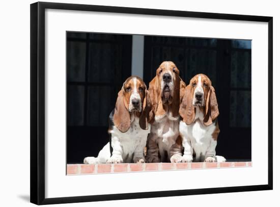 Basset Hounds on Red Brick Patio-Zandria Muench Beraldo-Framed Photographic Print