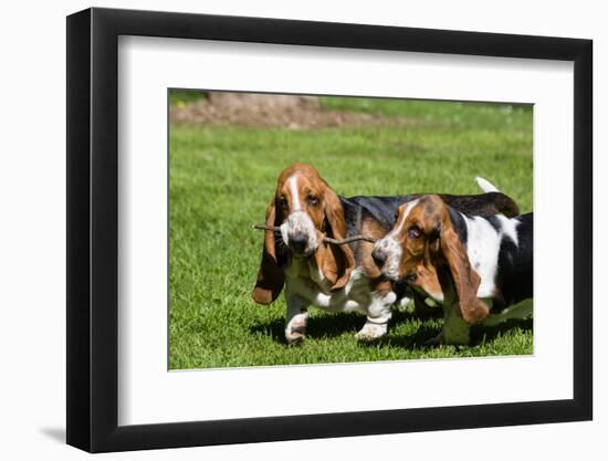 Basset Hounds Playing with a Stick-Zandria Muench Beraldo-Framed Photographic Print