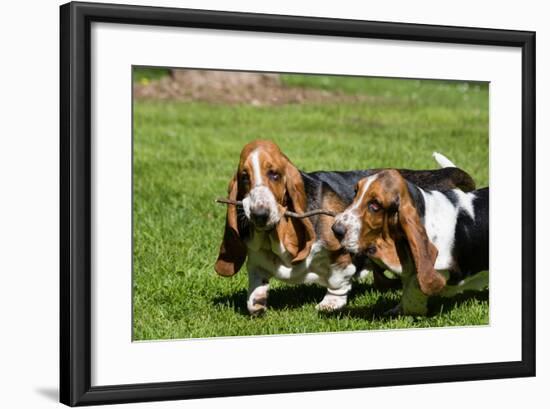 Basset Hounds Playing with a Stick-Zandria Muench Beraldo-Framed Photographic Print