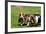 Basset Hounds Playing with a Stick-Zandria Muench Beraldo-Framed Photographic Print