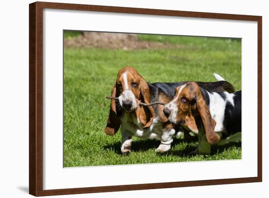 Basset Hounds Playing with a Stick-Zandria Muench Beraldo-Framed Photographic Print