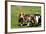 Basset Hounds Playing with a Stick-Zandria Muench Beraldo-Framed Photographic Print