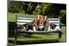 Basset Hounds Sitting on a Park Bench-Zandria Muench Beraldo-Mounted Photographic Print