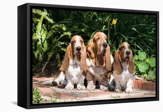 Basset Hounds Sitting on Garden Pathway-Zandria Muench Beraldo-Framed Premier Image Canvas