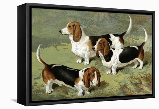 Basset Hounds-Vero Shaw-Framed Stretched Canvas