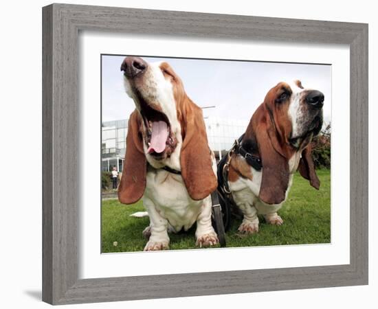 Bassethounds Pose in Dortmund, Germany-null-Framed Photographic Print