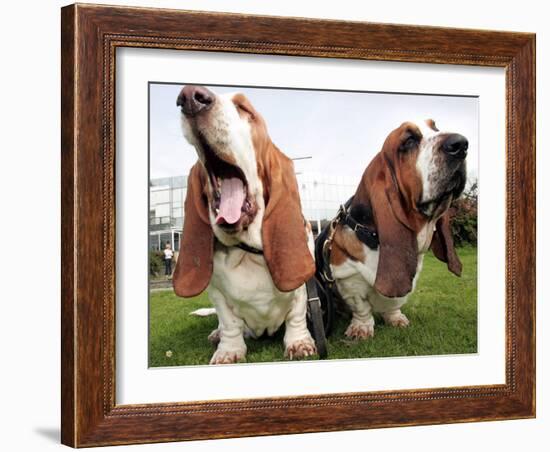 Bassethounds Pose in Dortmund, Germany-null-Framed Photographic Print