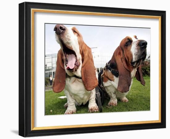 Bassethounds Pose in Dortmund, Germany-null-Framed Photographic Print