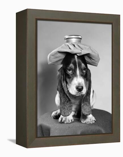 Bassett Hound Dog with Ice Pack on Head-null-Framed Premier Image Canvas