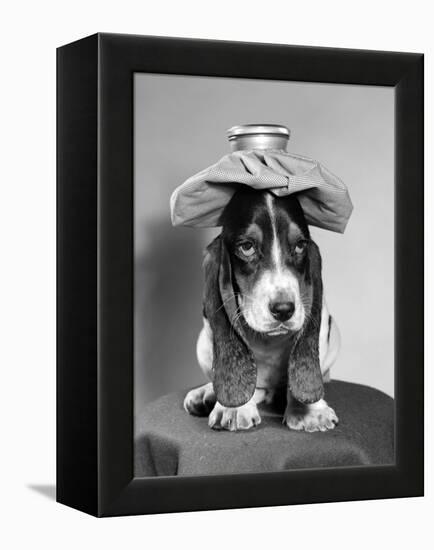 Bassett Hound Dog with Ice Pack on Head-null-Framed Premier Image Canvas