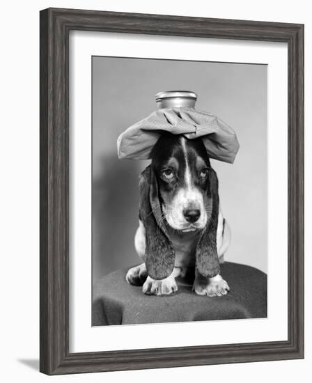 Bassett Hound Dog with Ice Pack on Head-null-Framed Photographic Print