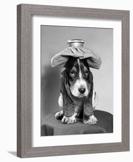 Bassett Hound Dog with Ice Pack on Head-null-Framed Photographic Print