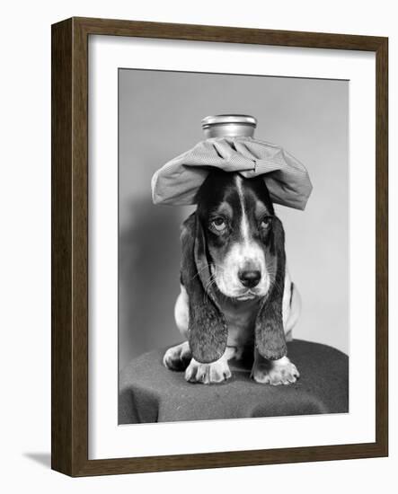 Bassett Hound Dog with Ice Pack on Head-null-Framed Photographic Print