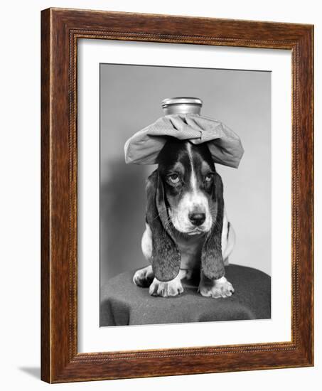 Bassett Hound Dog with Ice Pack on Head-null-Framed Photographic Print