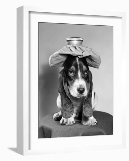 Bassett Hound Dog with Ice Pack on Head-null-Framed Photographic Print