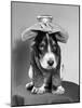 Bassett Hound Dog with Ice Pack on Head-null-Mounted Photographic Print