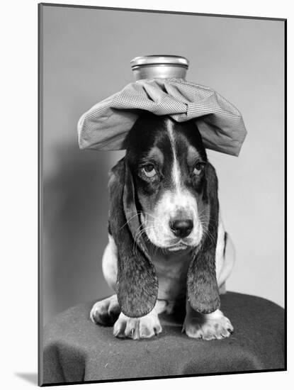 Bassett Hound Dog with Ice Pack on Head-null-Mounted Photographic Print