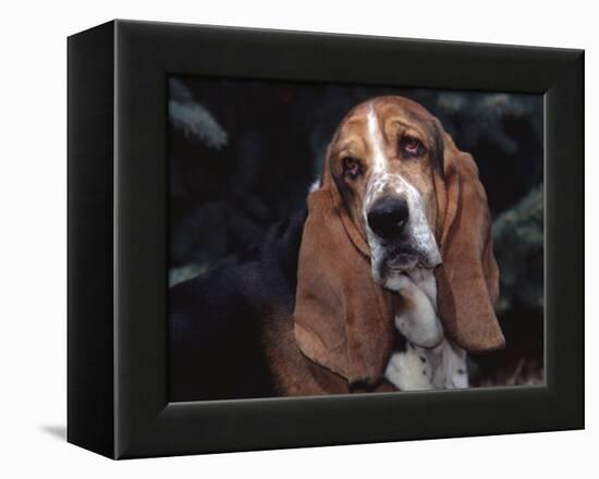 Bassett Hound Portrait, USA-Lynn M^ Stone-Framed Premier Image Canvas