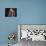 Bassett Hound Portrait, USA-Lynn M^ Stone-Photographic Print displayed on a wall