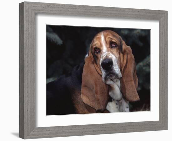 Bassett Hound Portrait, USA-Lynn M^ Stone-Framed Photographic Print