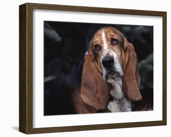 Bassett Hound Portrait, USA-Lynn M^ Stone-Framed Photographic Print