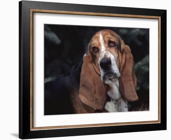 Bassett Hound Portrait, USA-Lynn M^ Stone-Framed Photographic Print