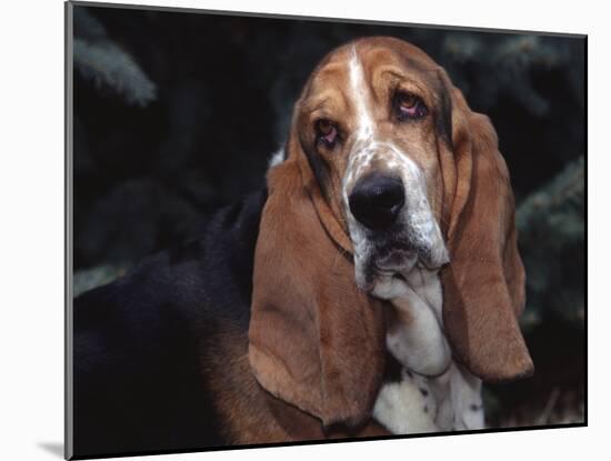 Bassett Hound Portrait, USA-Lynn M^ Stone-Mounted Photographic Print