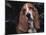 Bassett Hound Portrait, USA-Lynn M^ Stone-Mounted Photographic Print